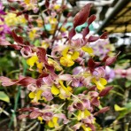 Dendrobium Penang Twist Flowering Size